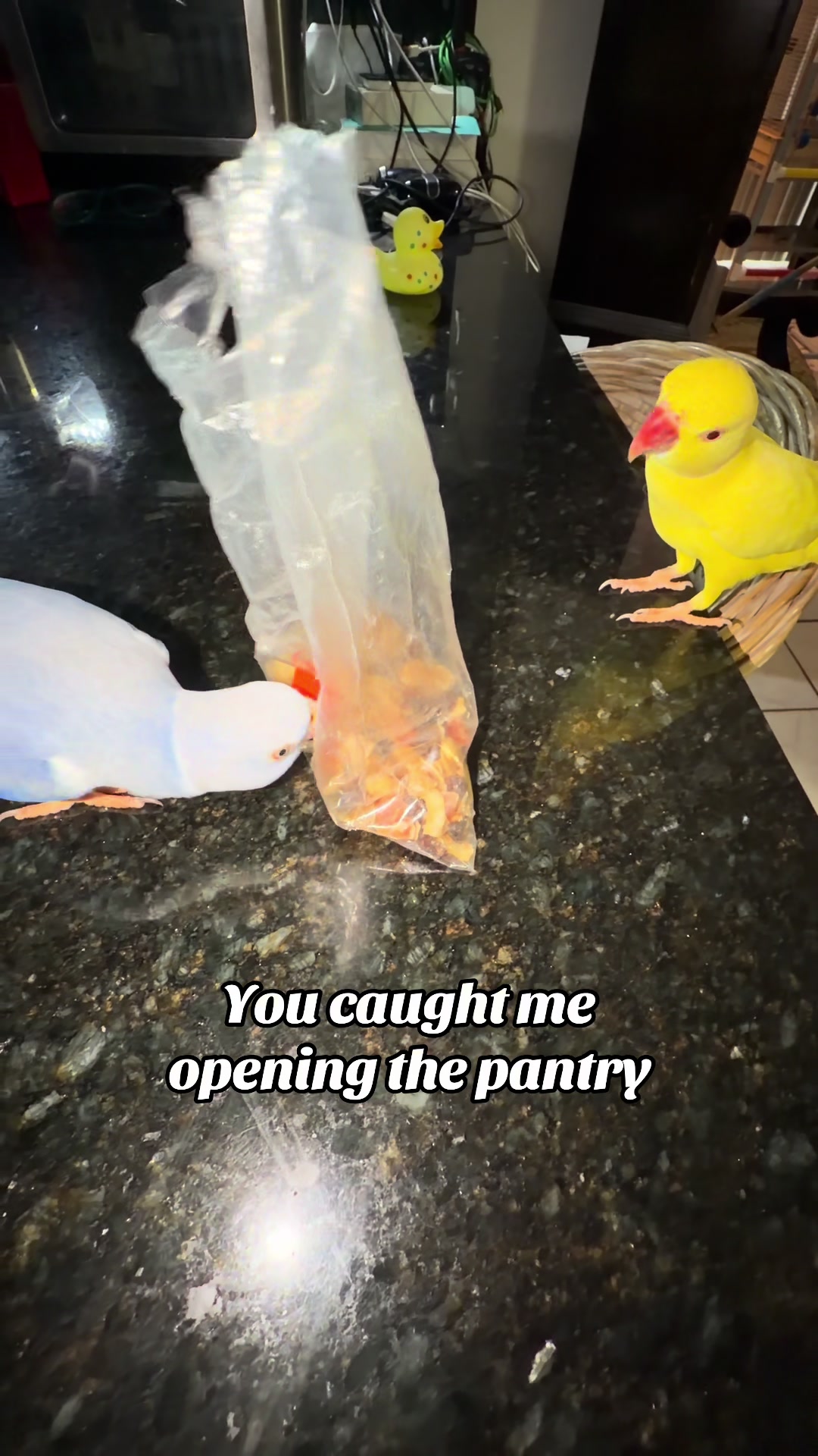 @Yamy levy