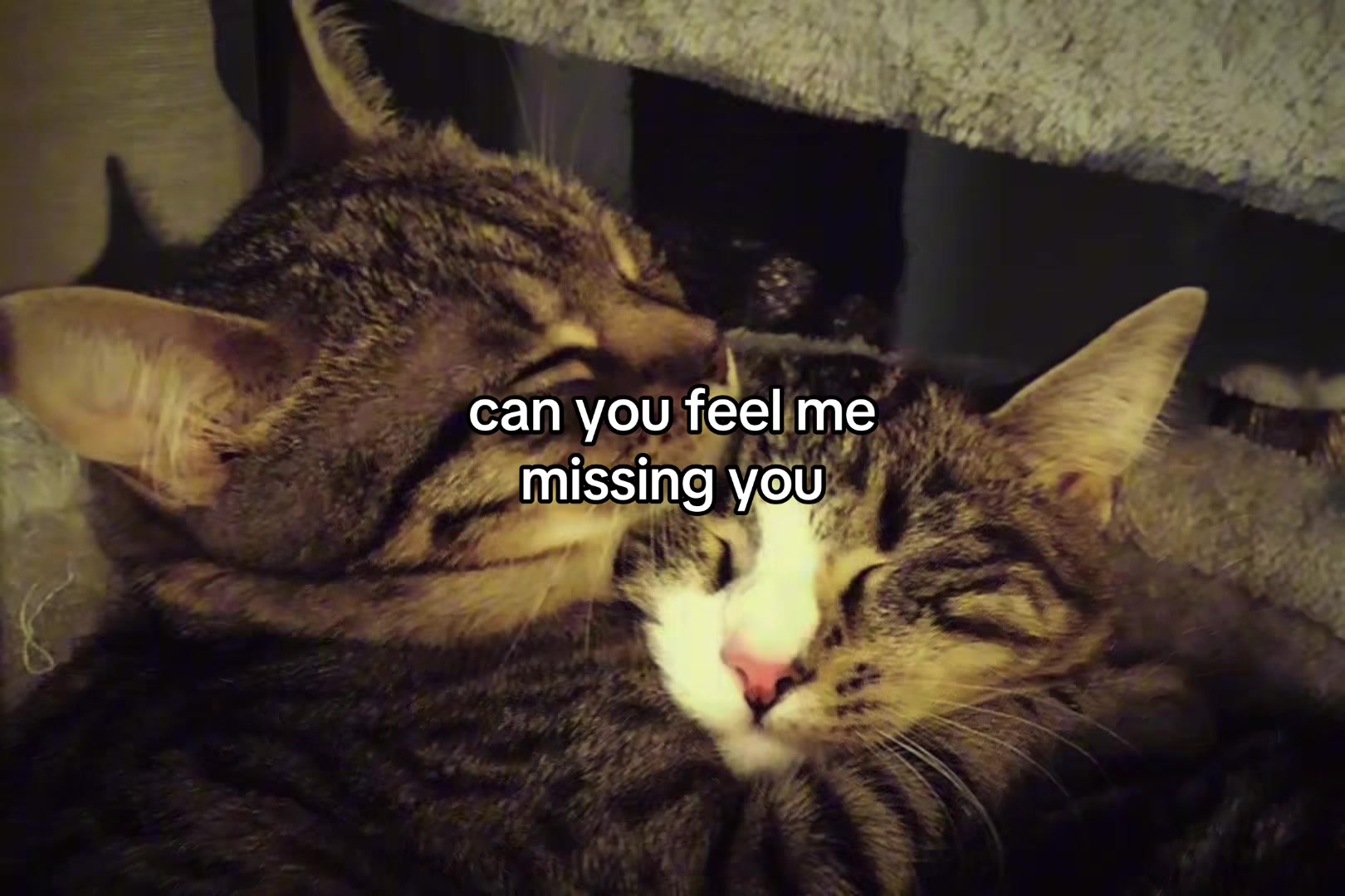 @sxalenz