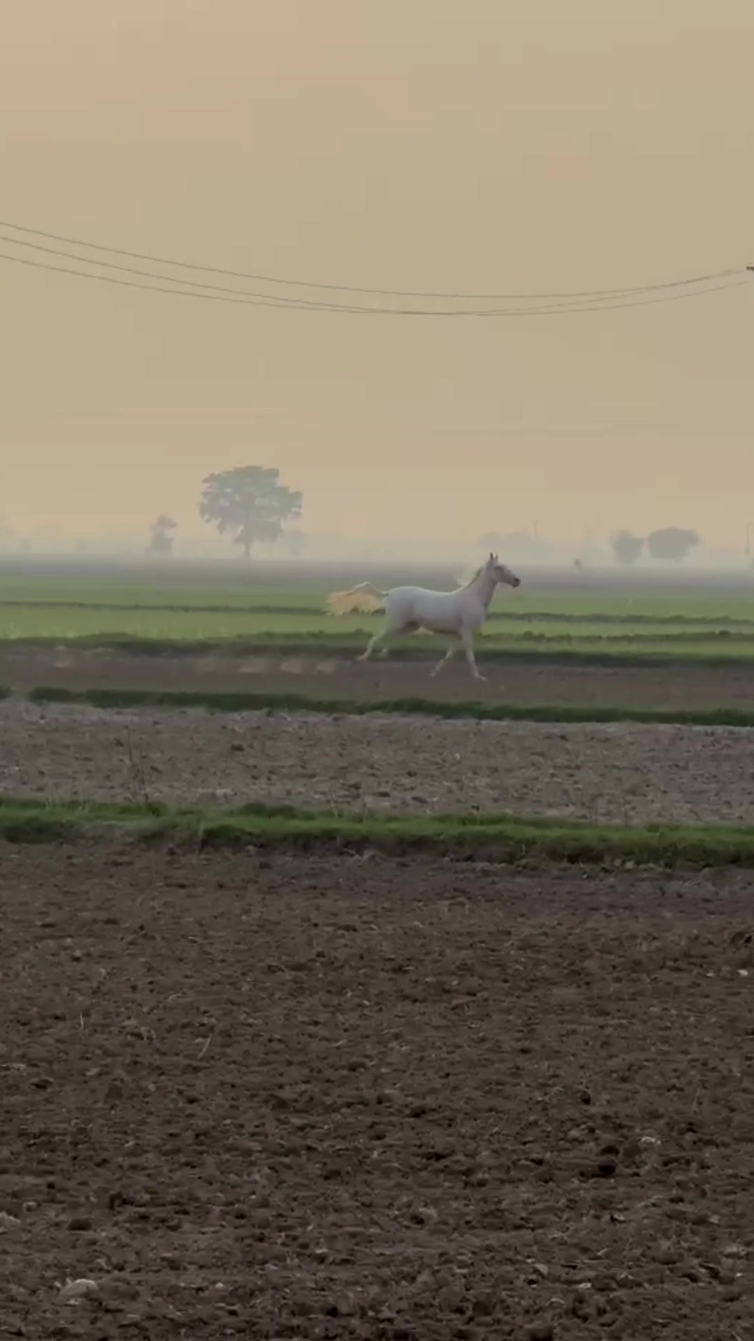 @Ishq_e_ghora 🐎