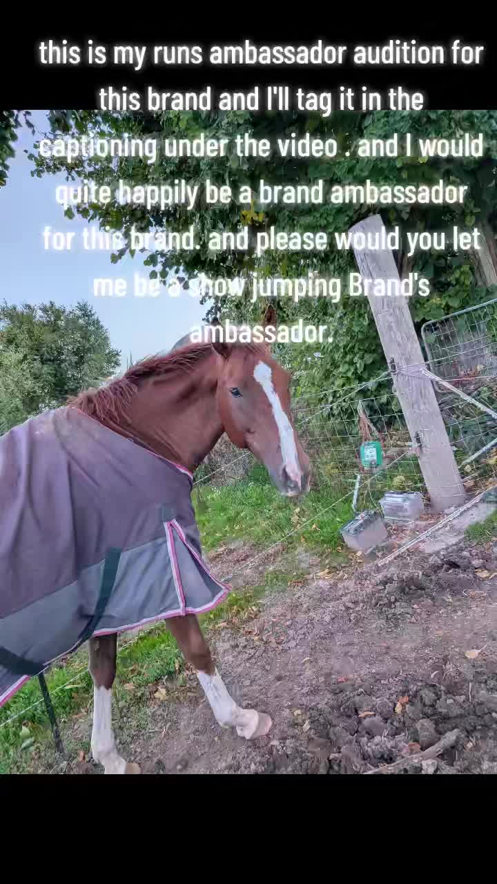 @Skye and the ponies