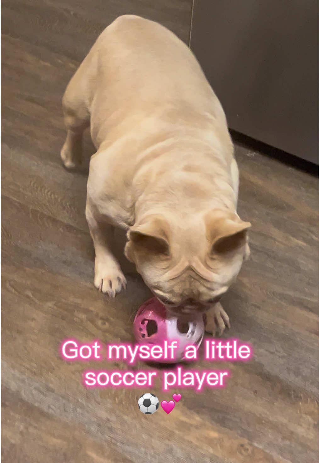 @Peanut the Frenchie 🐾