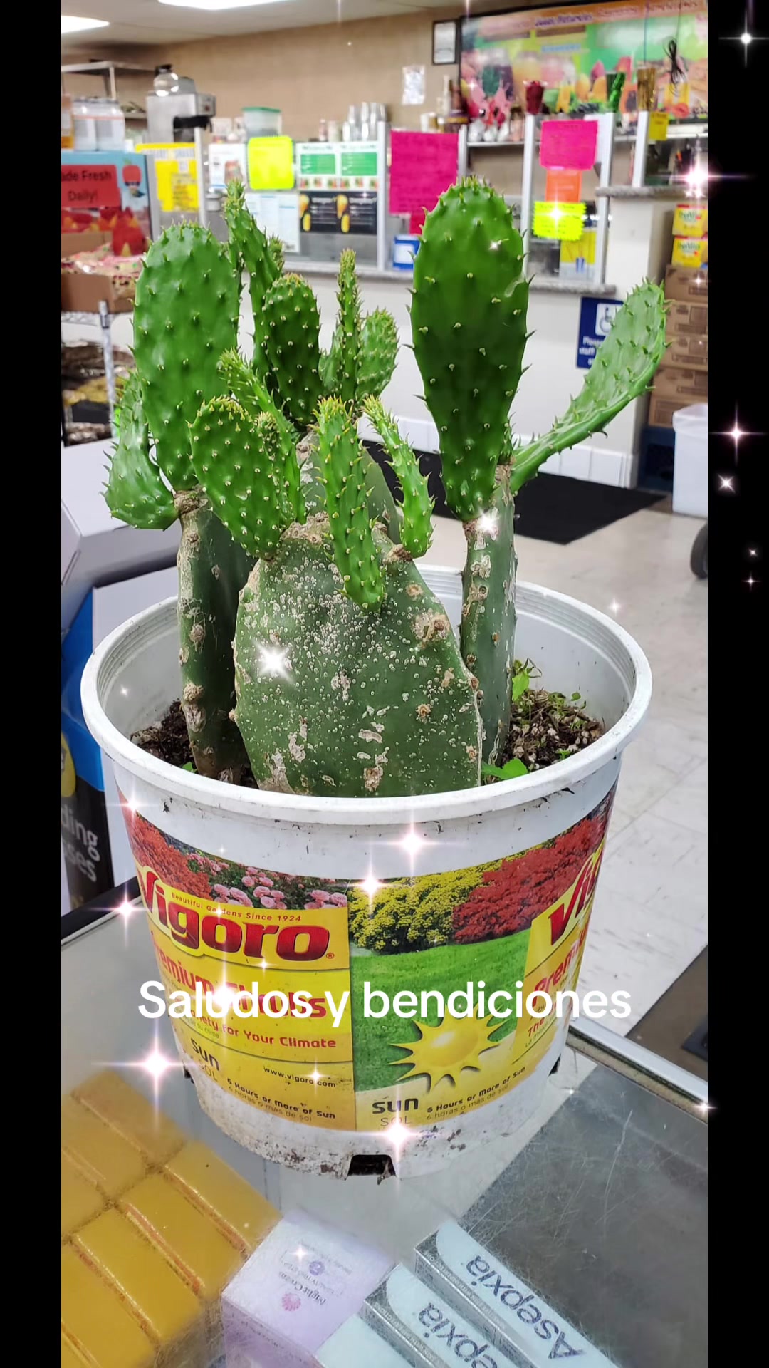 @latiarosa68