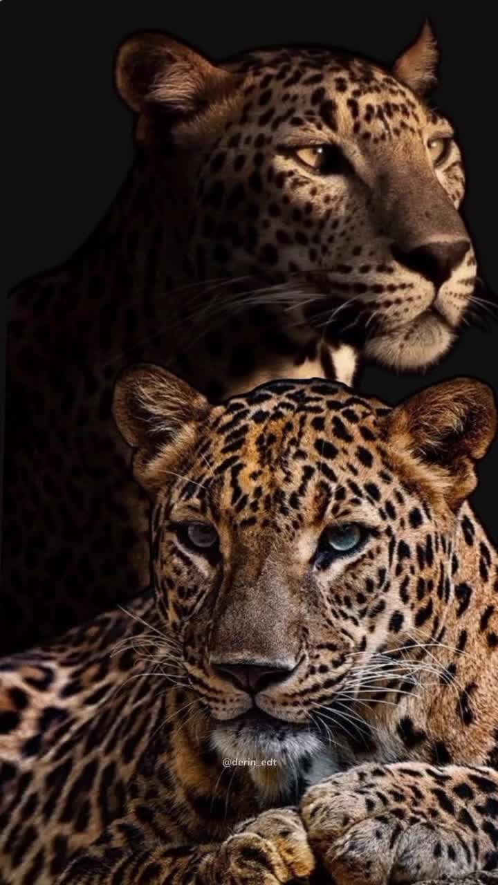 @kittike❤️🤍