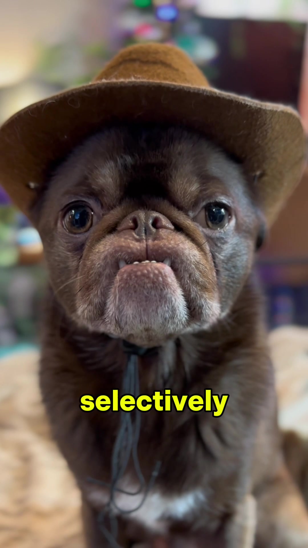 @ChilliThePug