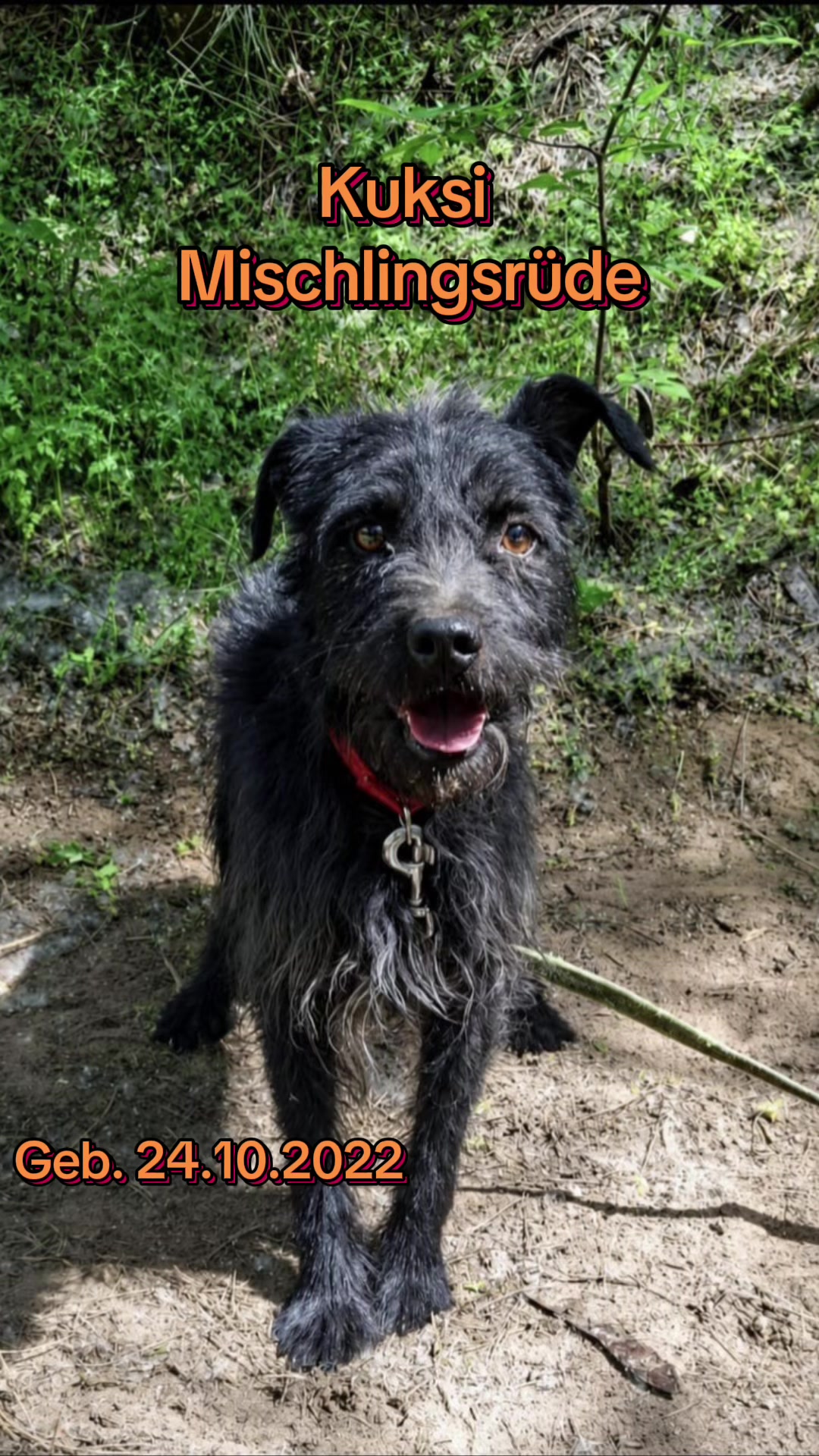 @Hundehilfe Bakony e.V.