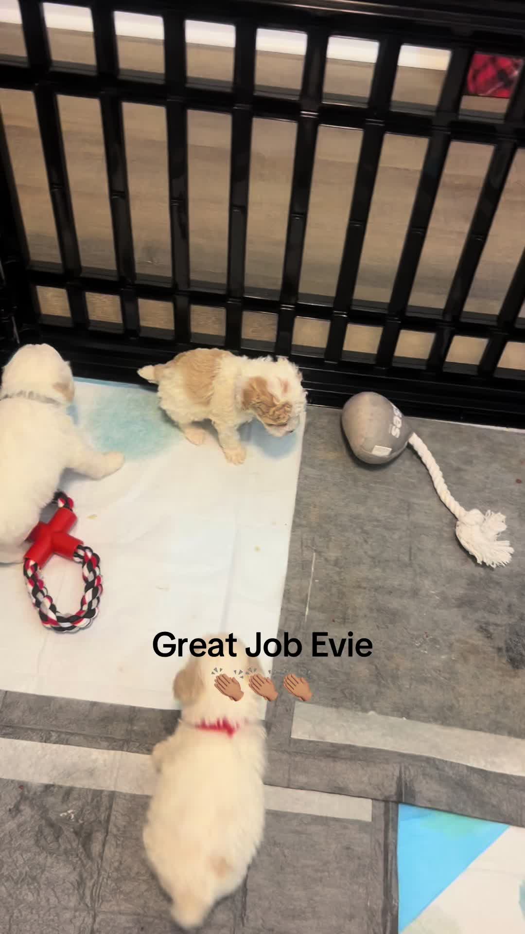 @Shortcake_kennel_2