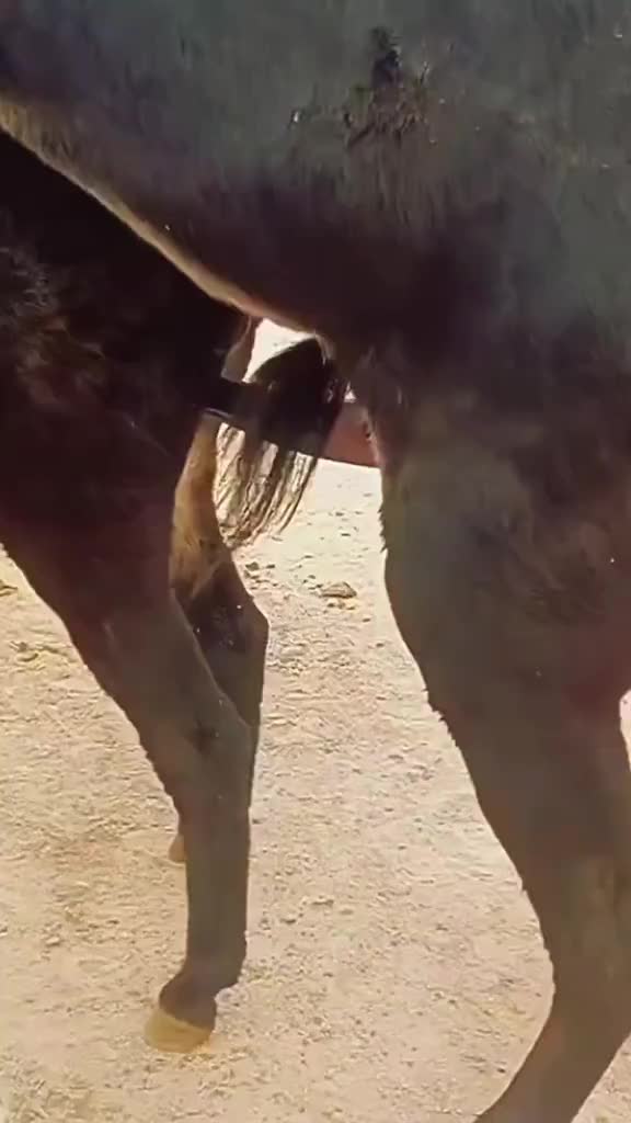 @animallifevideo