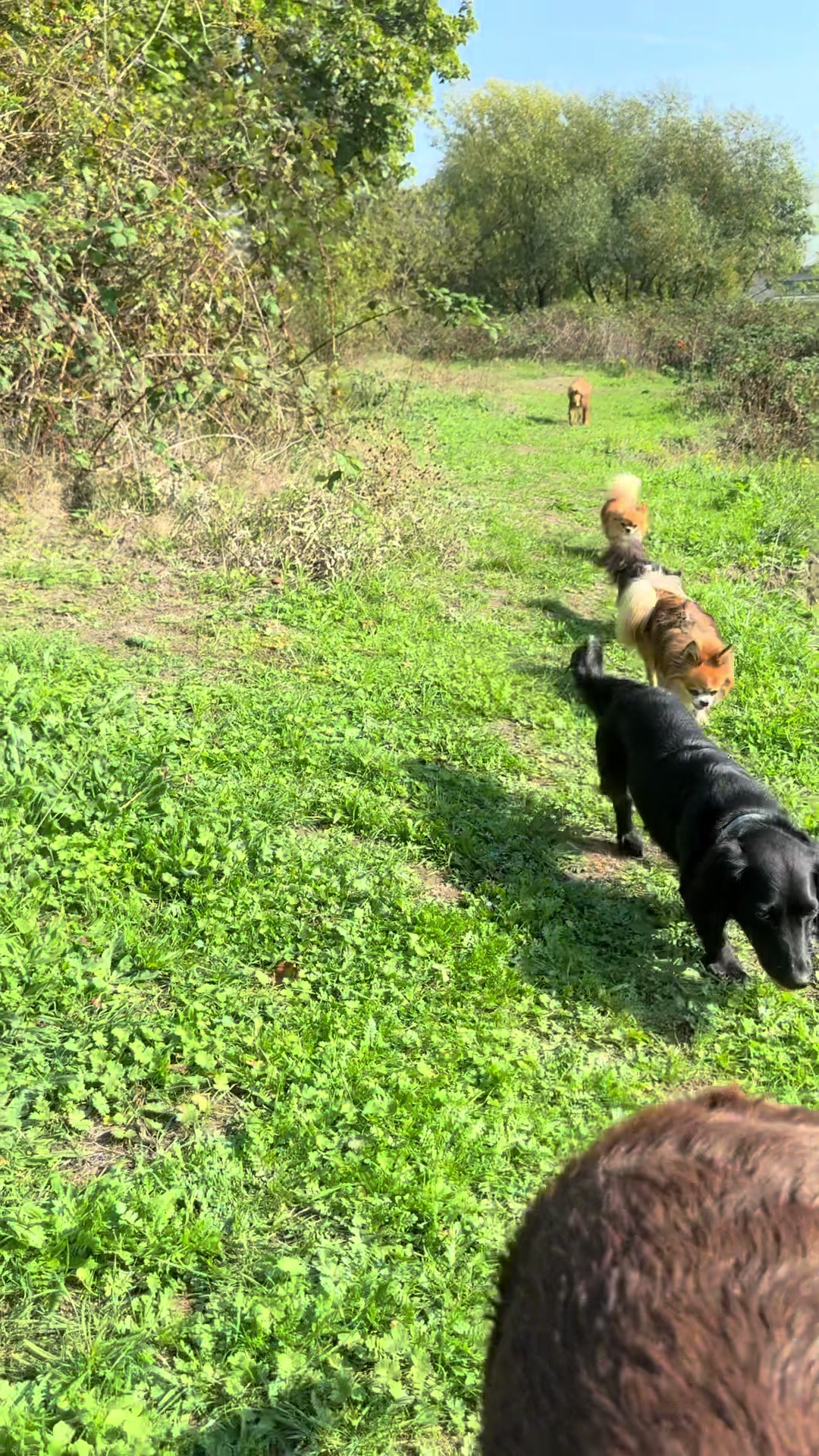 @DogWalk78