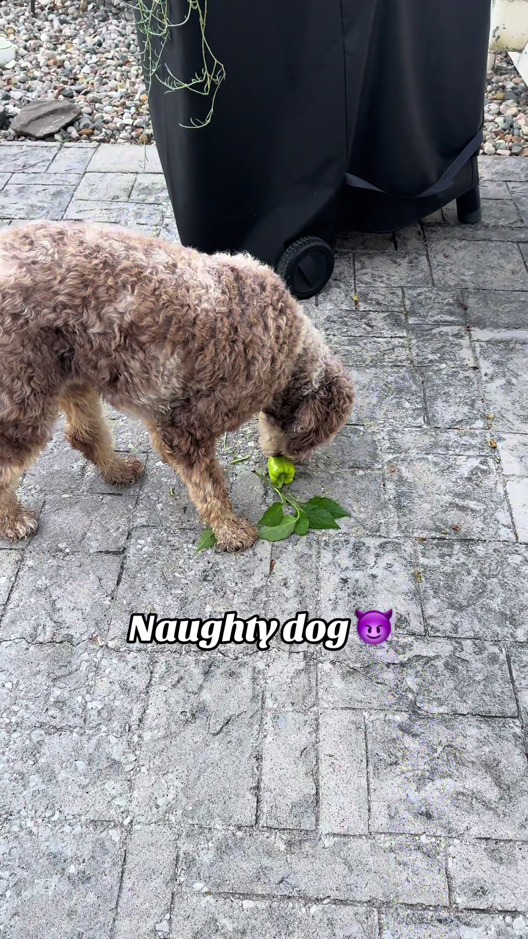 @ladylori_of_plants