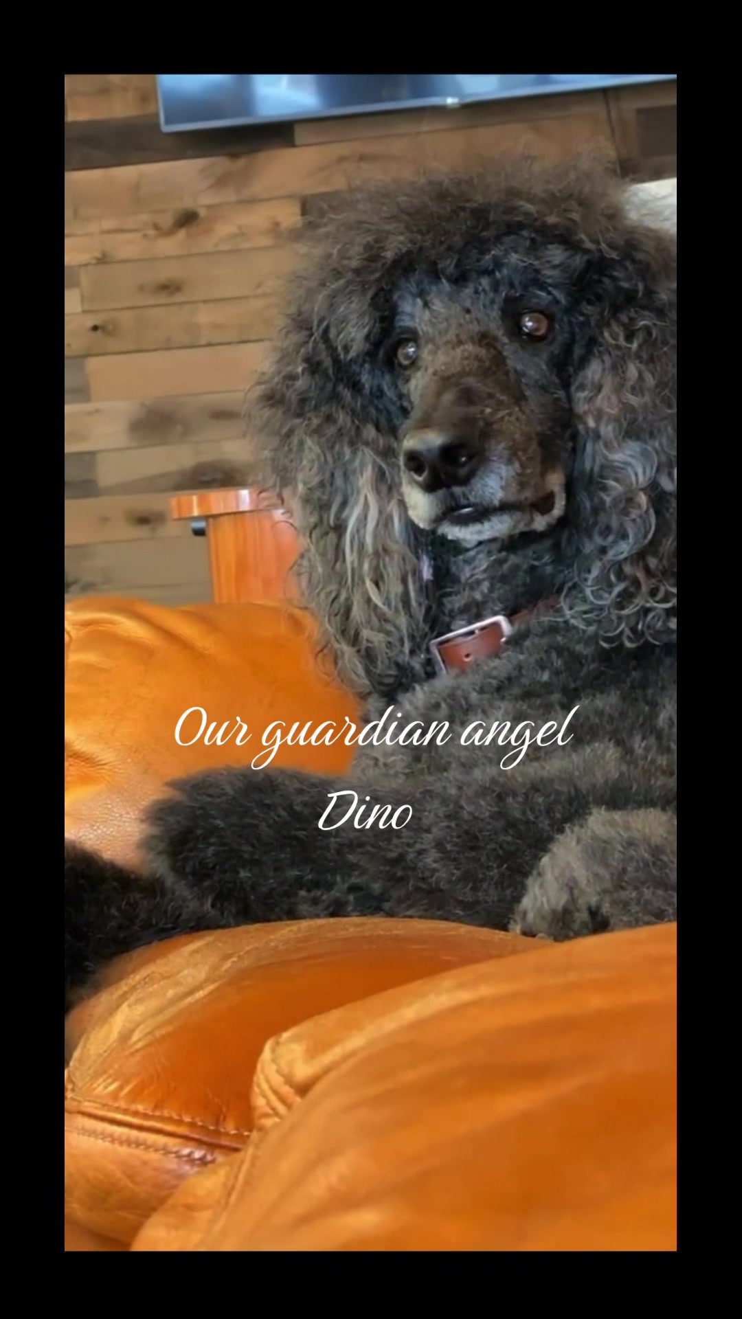 @packwalkdiaries