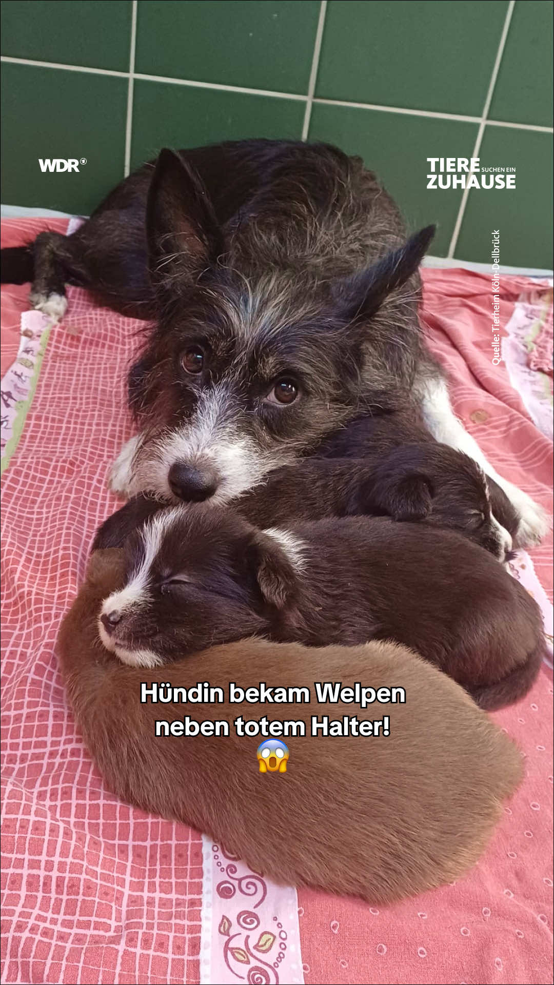 @Tiere suchen ein Zuhause
