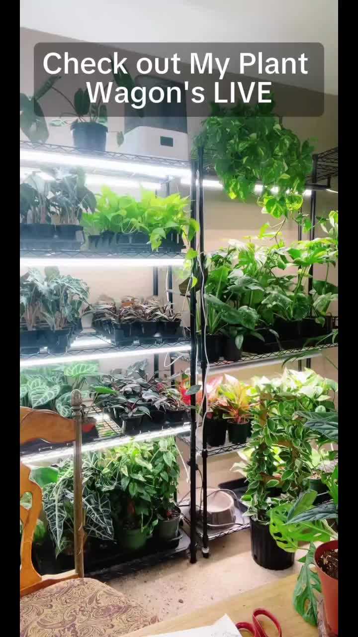 @JT Plants 🪴