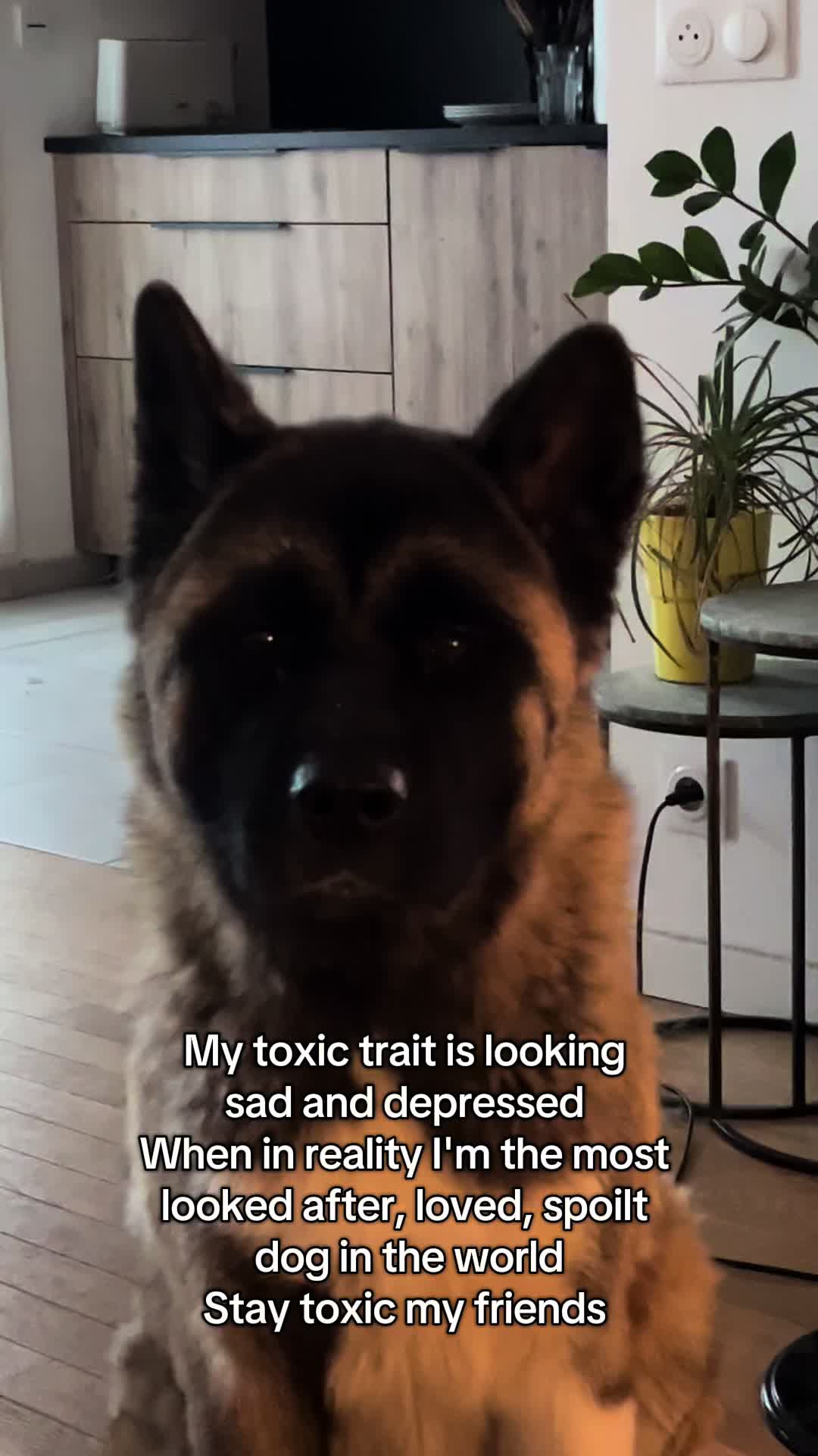 @Buffy_American_Akita