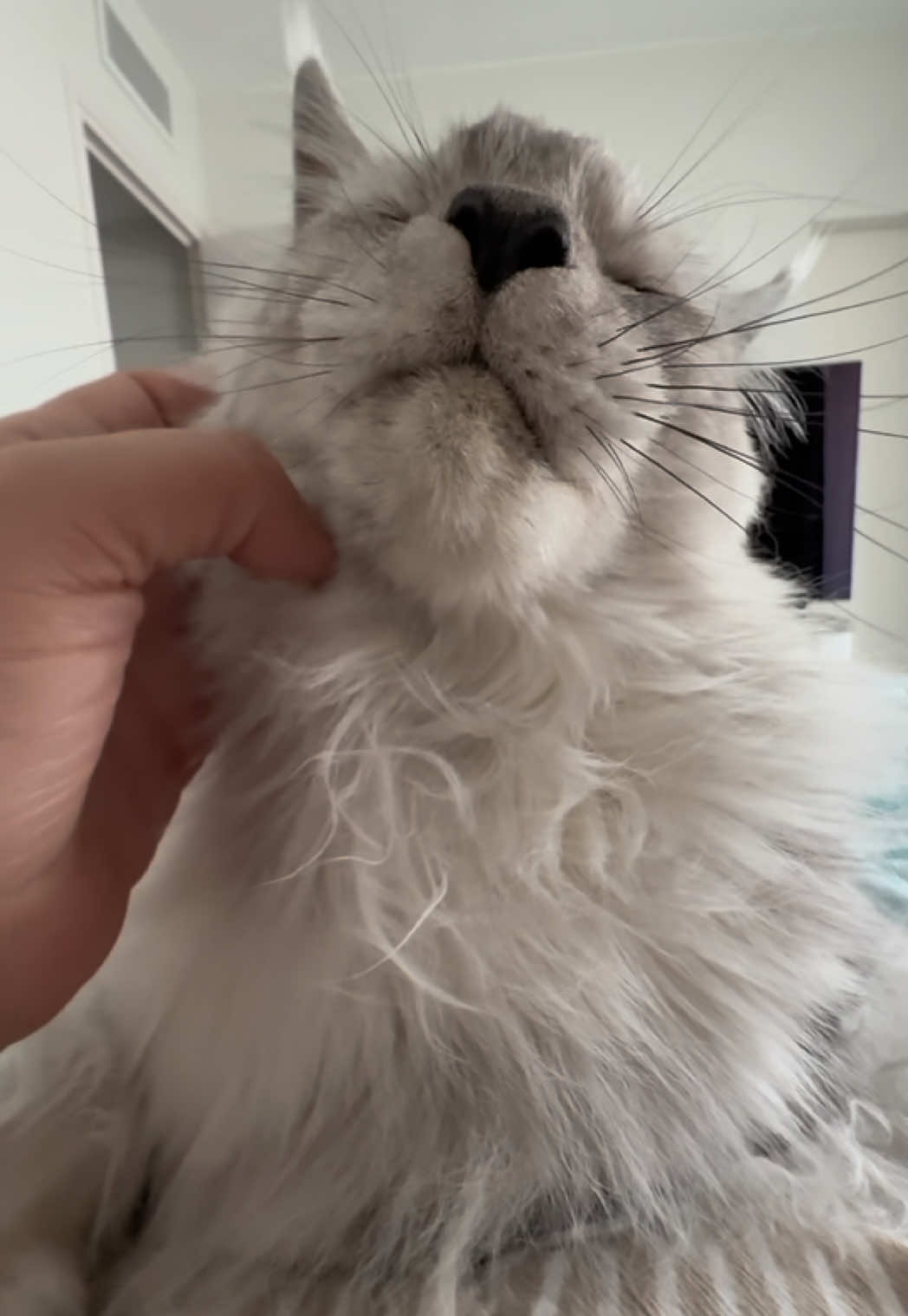 @Maine Coons | Ted & Kissa