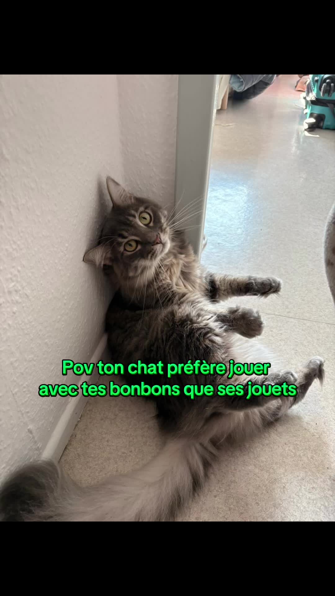 @Had&egrave;s & Zeus 🐱⚡️