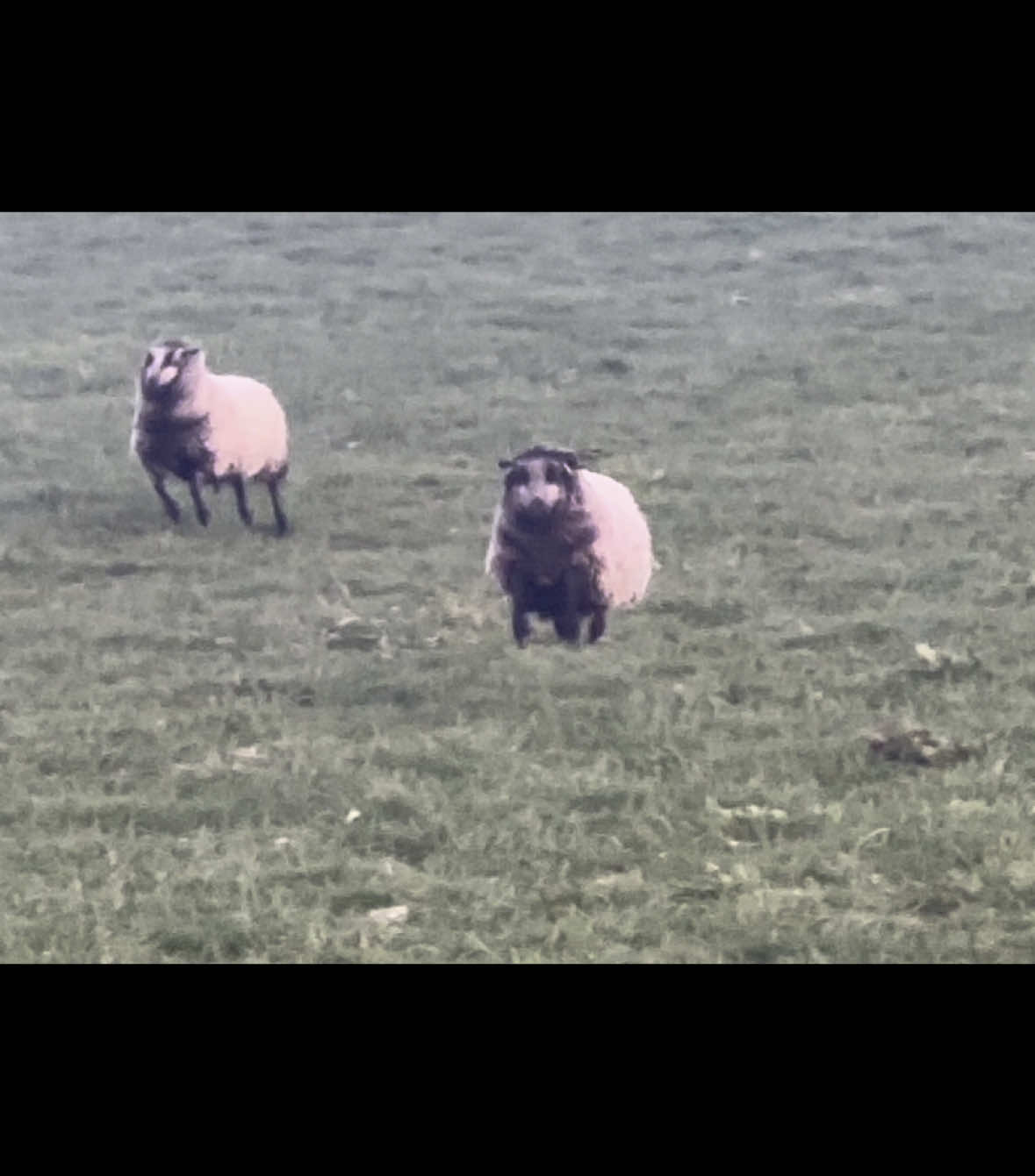 @Annavale&Biggarburn Shetlands