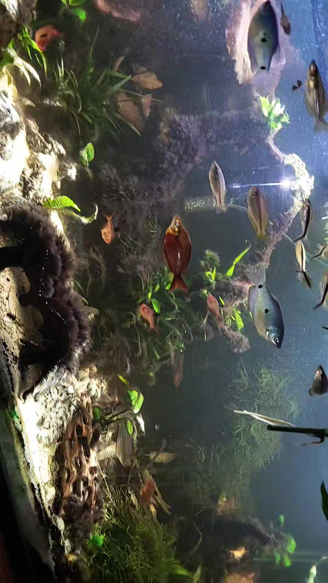 @🐌 AquaGirl ~ Here Fishy Fishy
