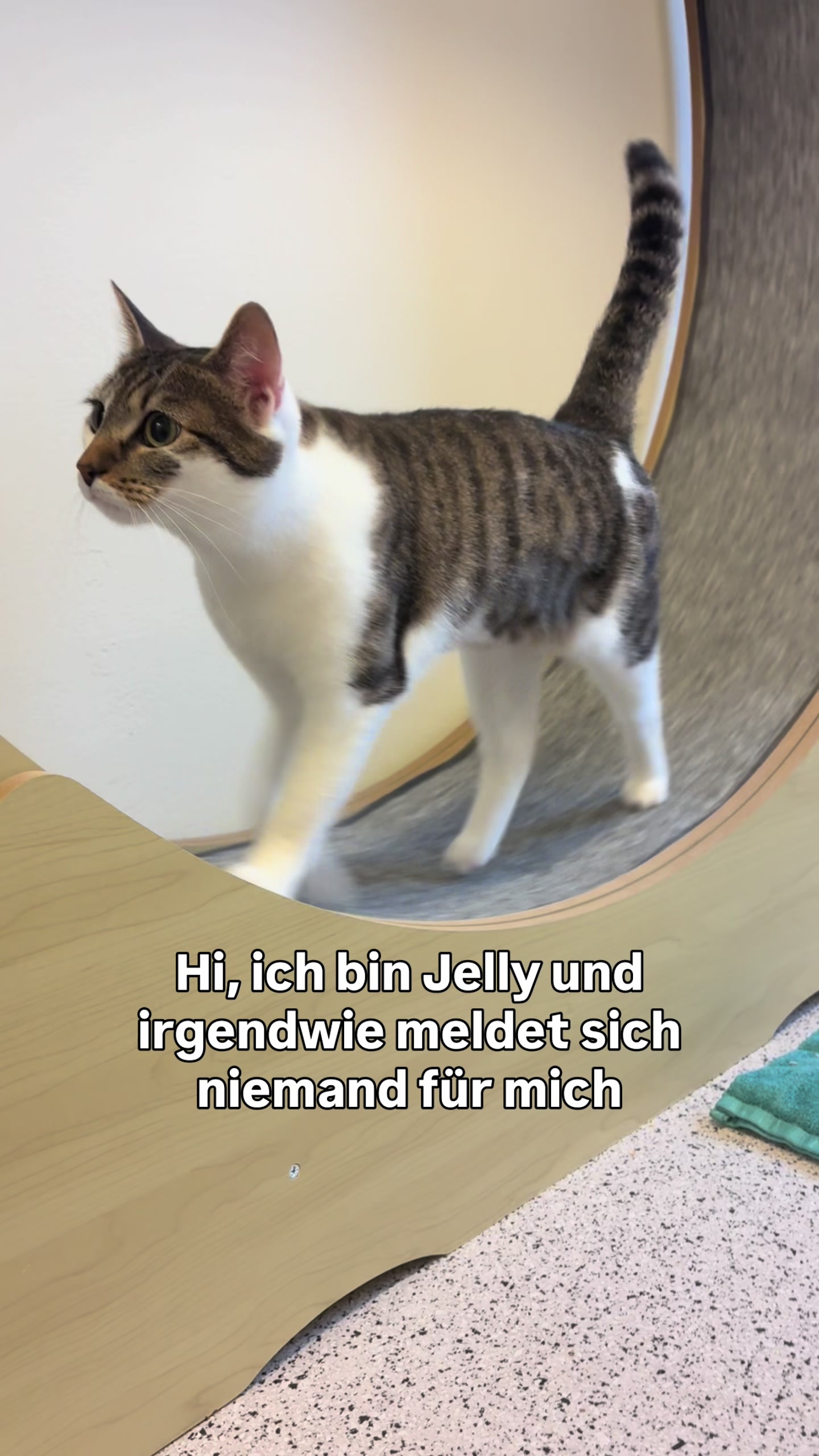 @TierschutzvereinM
