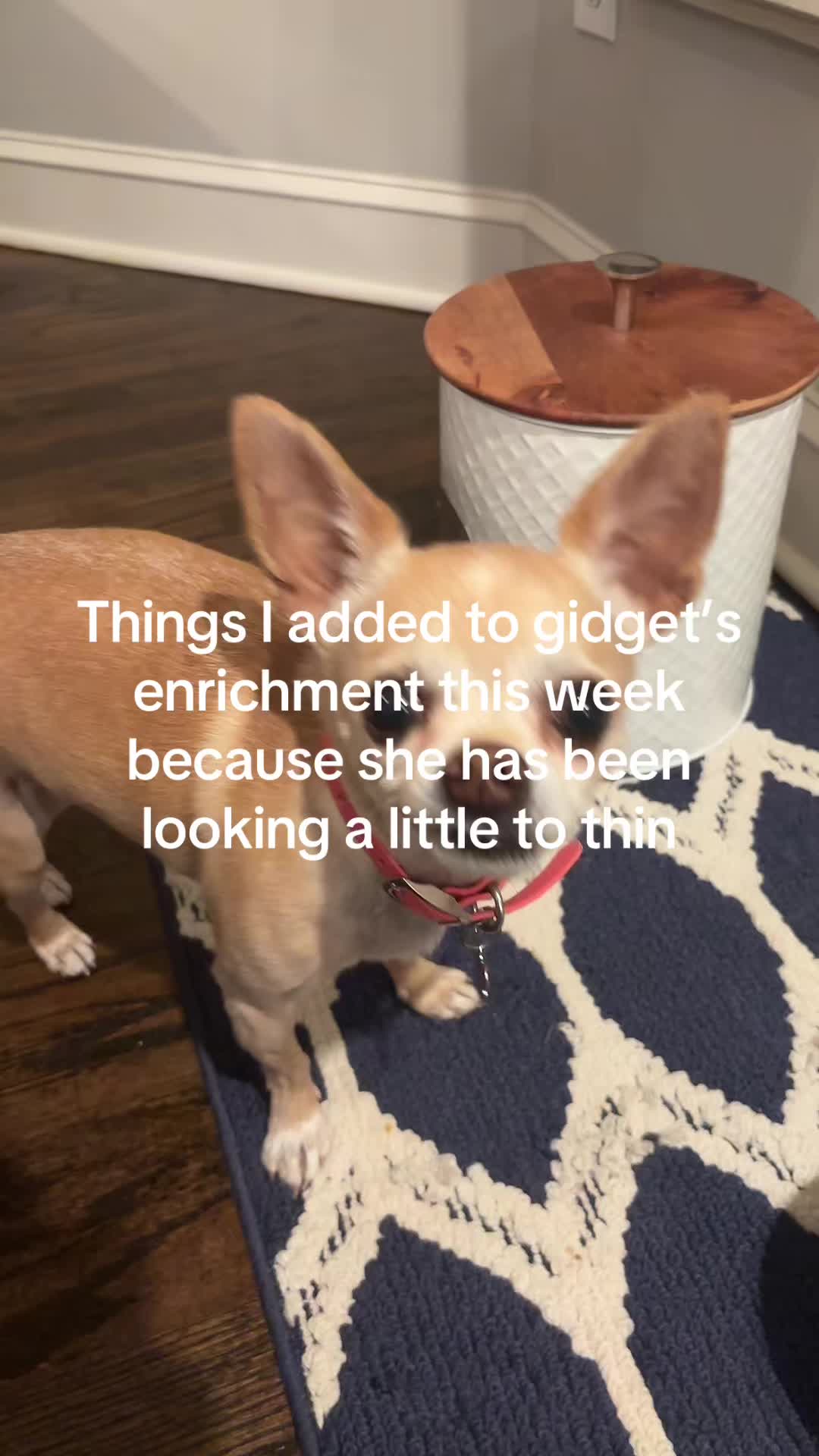 @Gidget/WagWild
