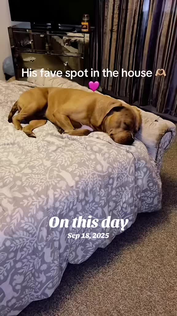 @Megs&Bear 🐶🖤