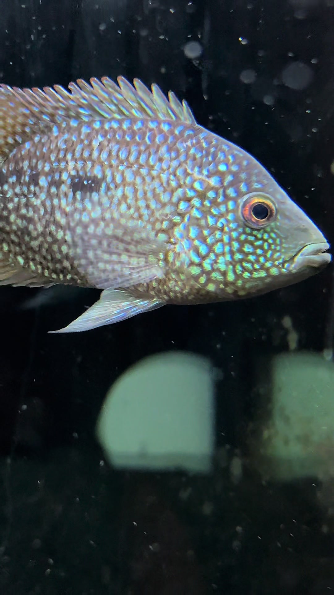 @Cichlid Adventures