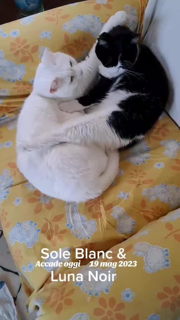 @Isobel ❤️ Pandora & SkifoGatti