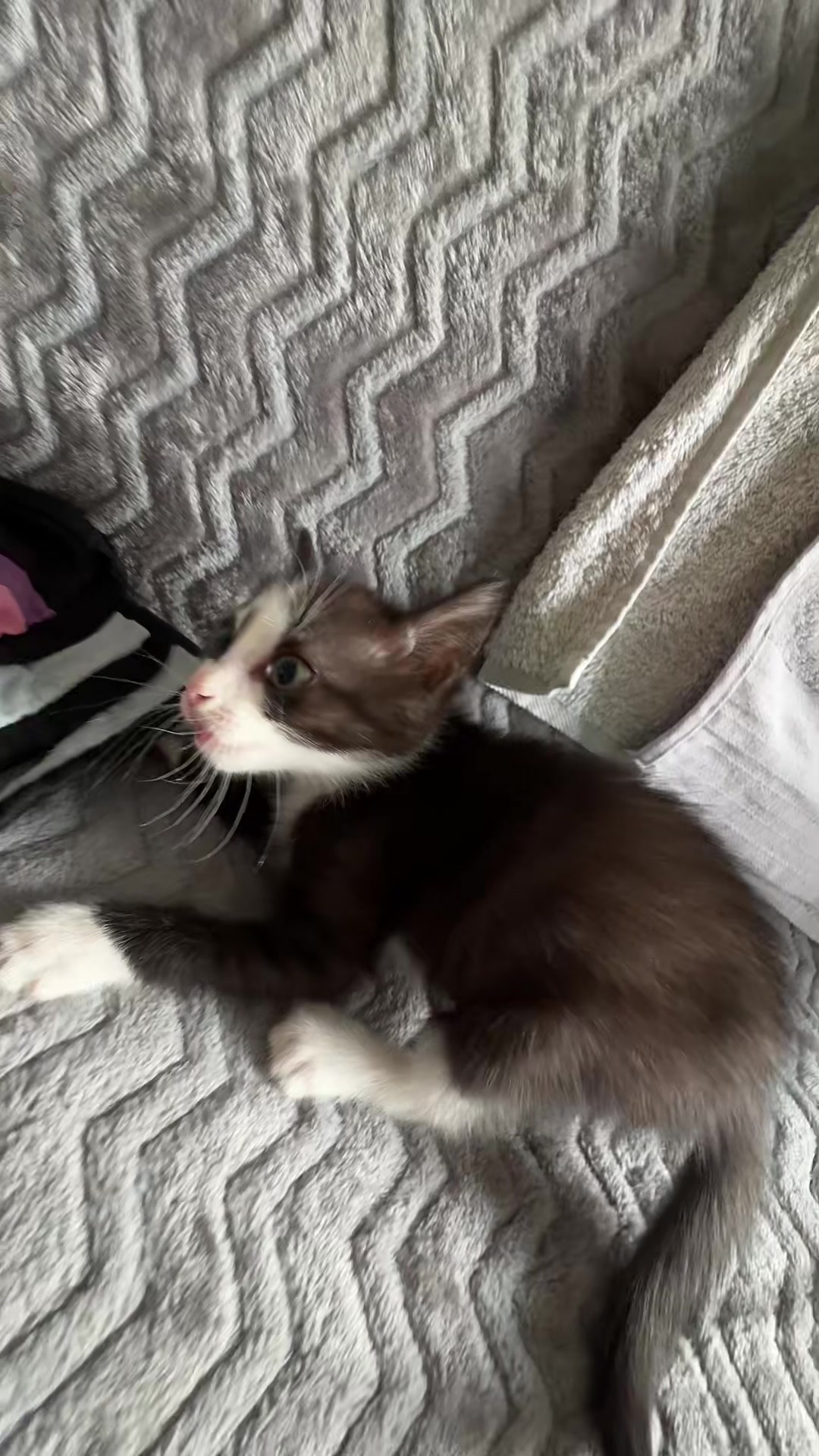 @Lilo the kitty