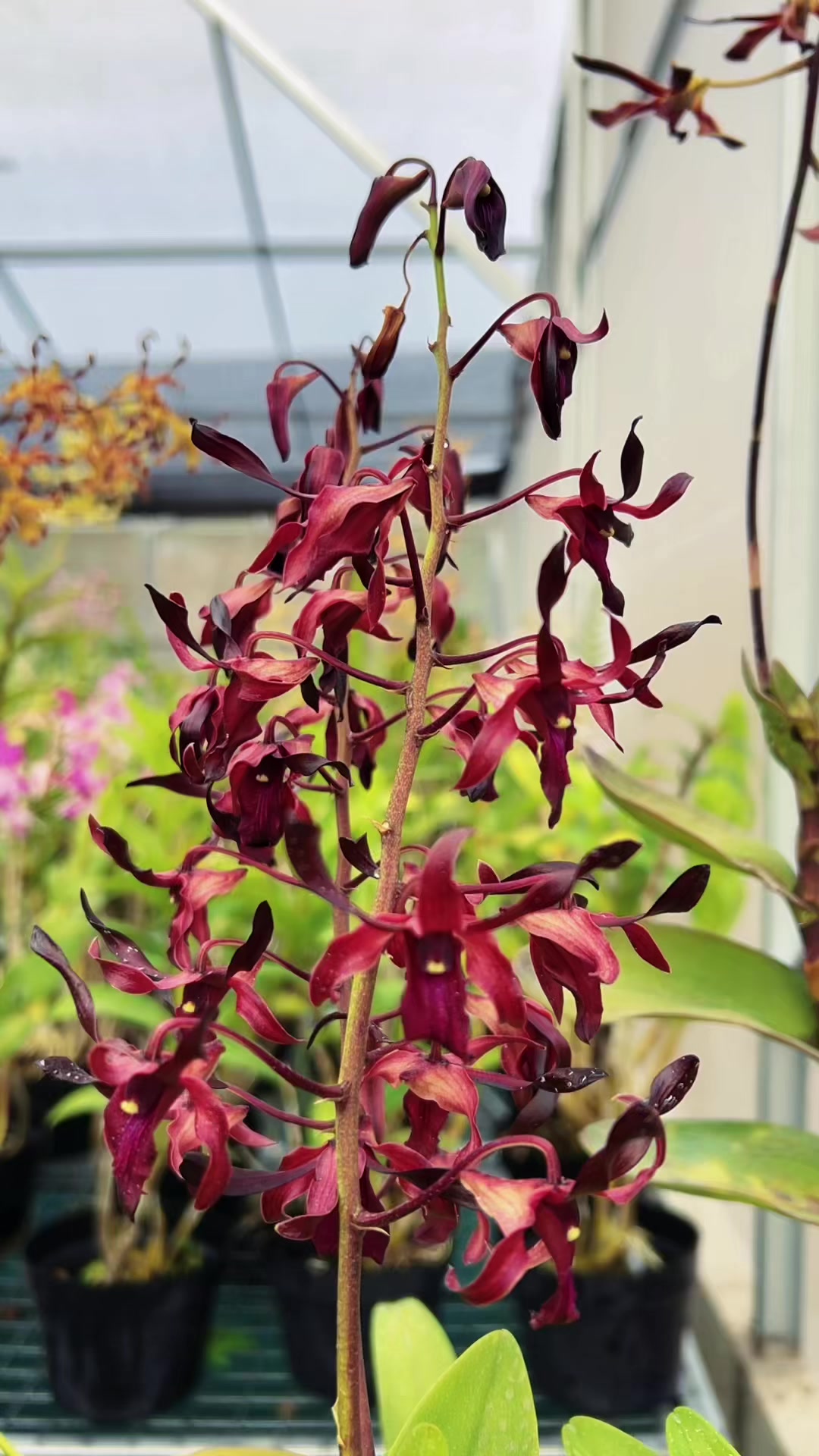 @Anggina Orchid