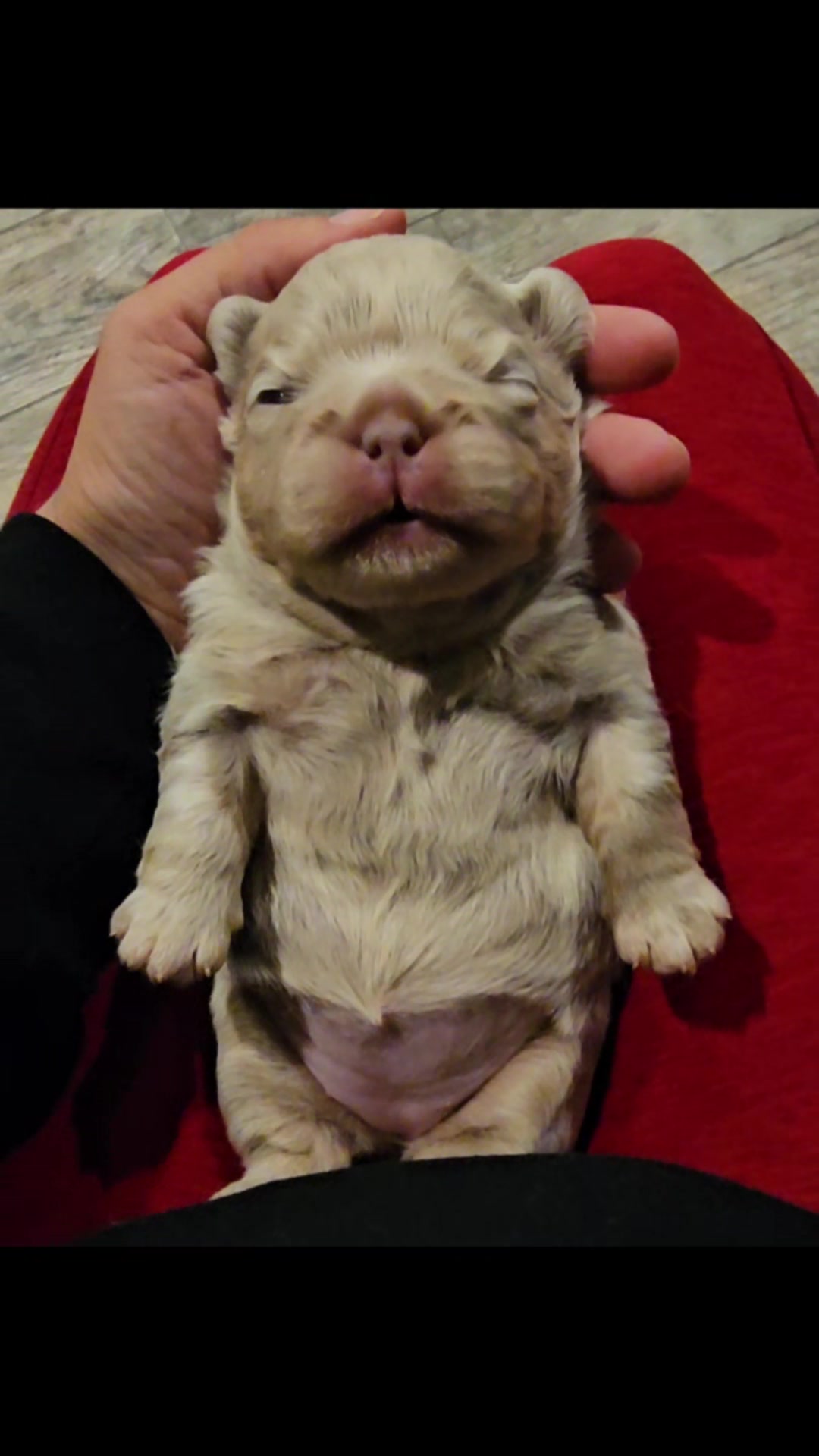 @Diamond State French Bulldogs