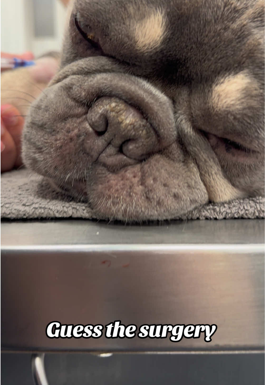 @Tomasthevet