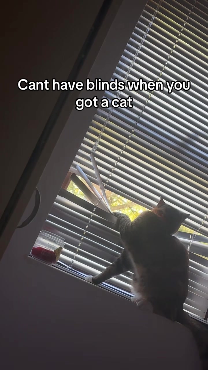 @mitsy.the.cat01