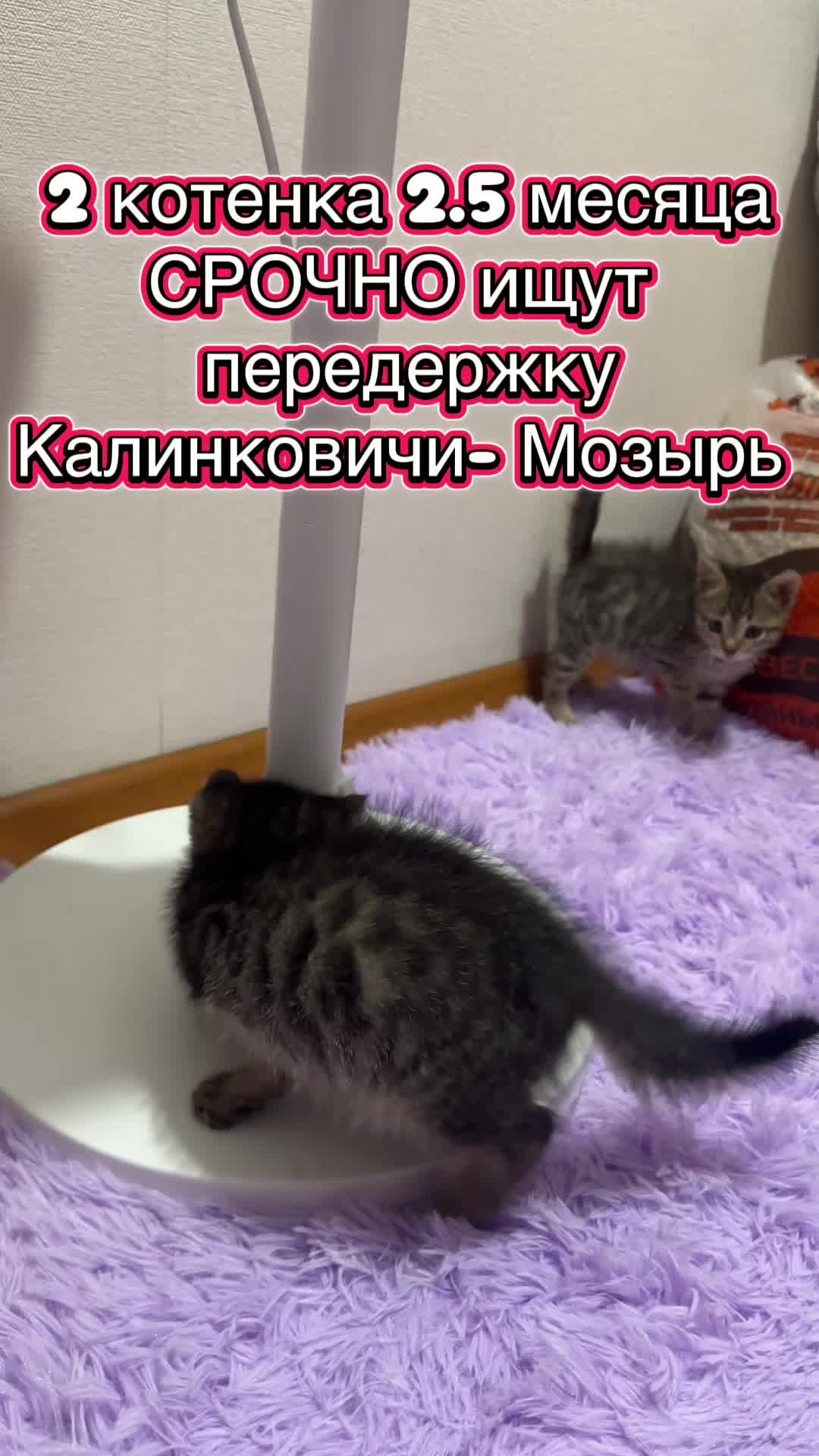 @Директор &laquo;Песокот&raquo;250🐈🐶