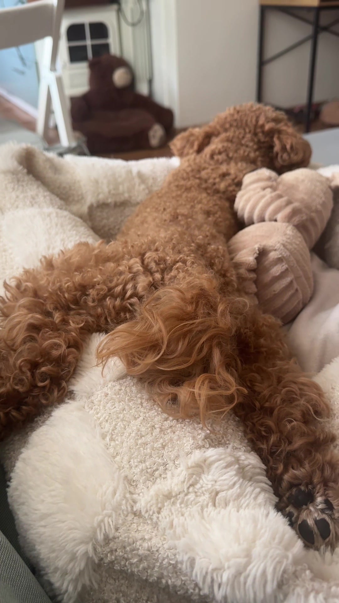 @Malibu Maltipoo 🎀