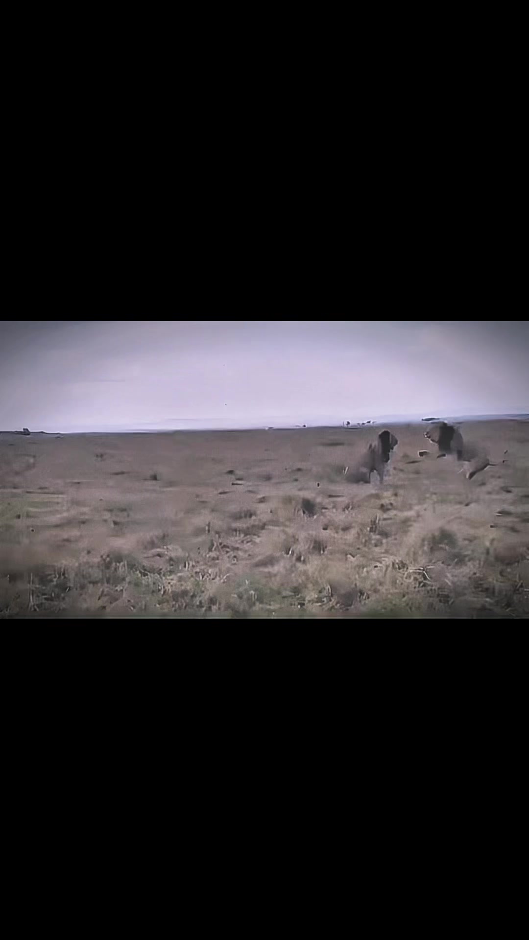 @lion_world5