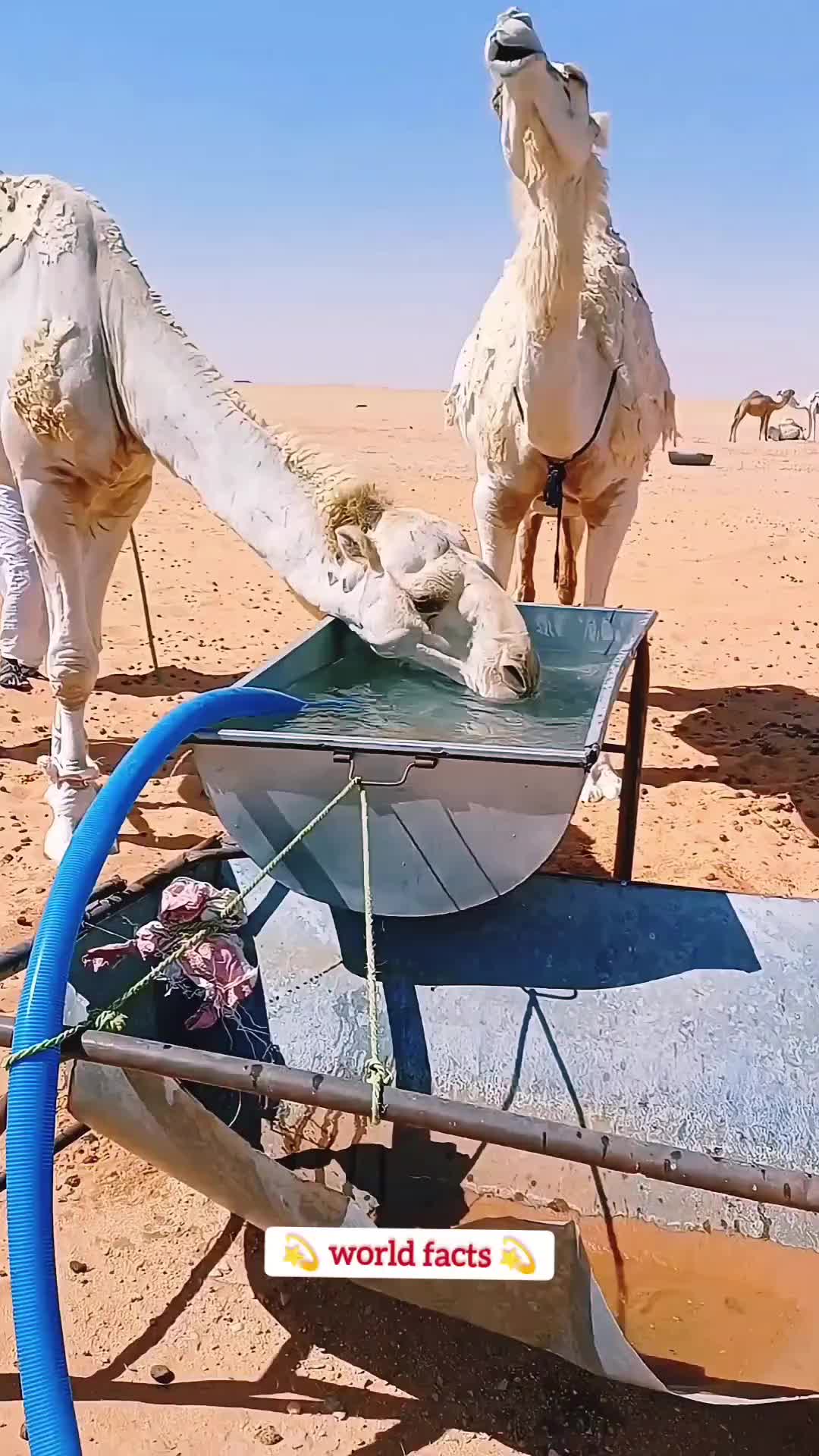 @WorldFacts