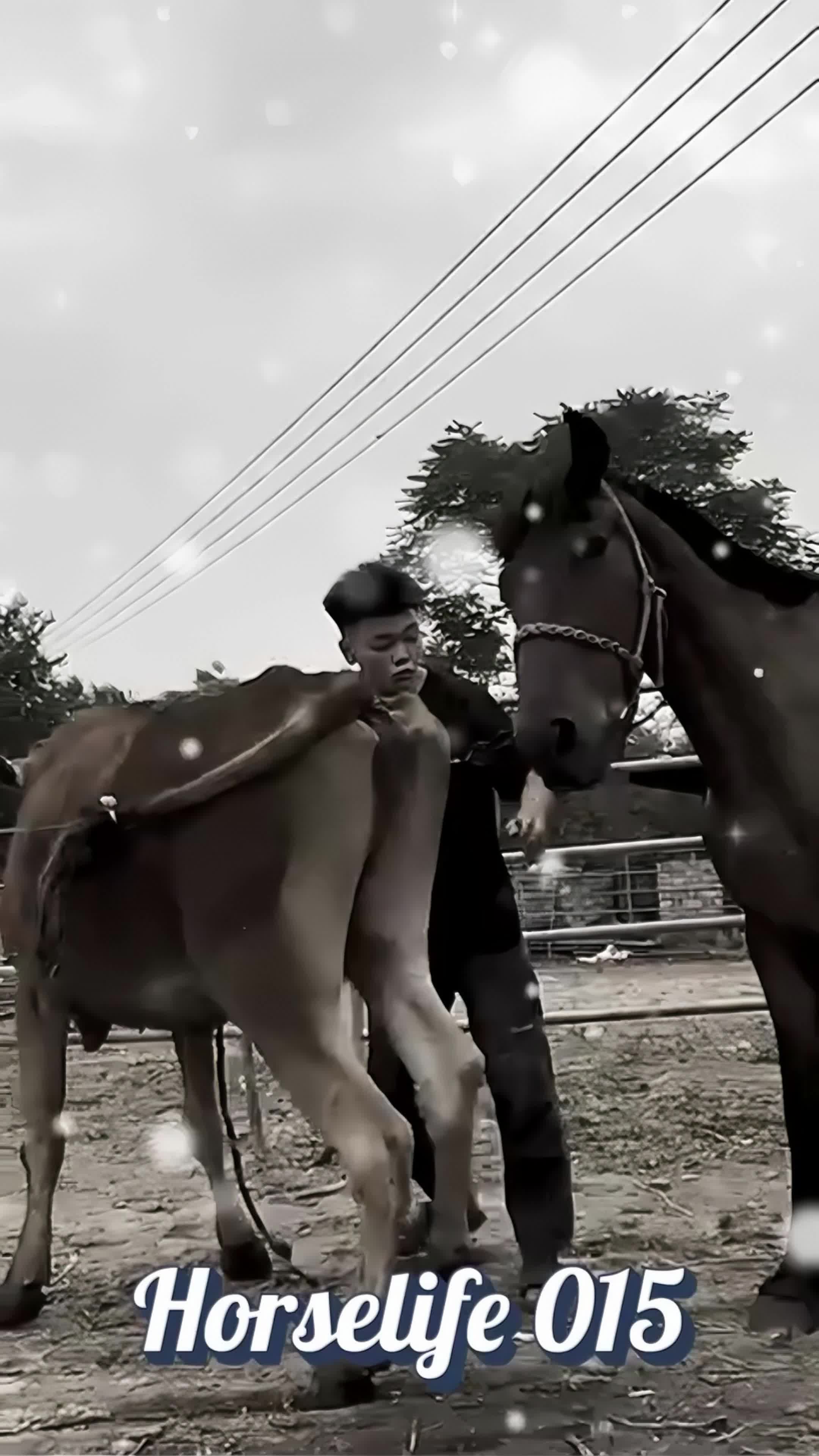 @horselife015