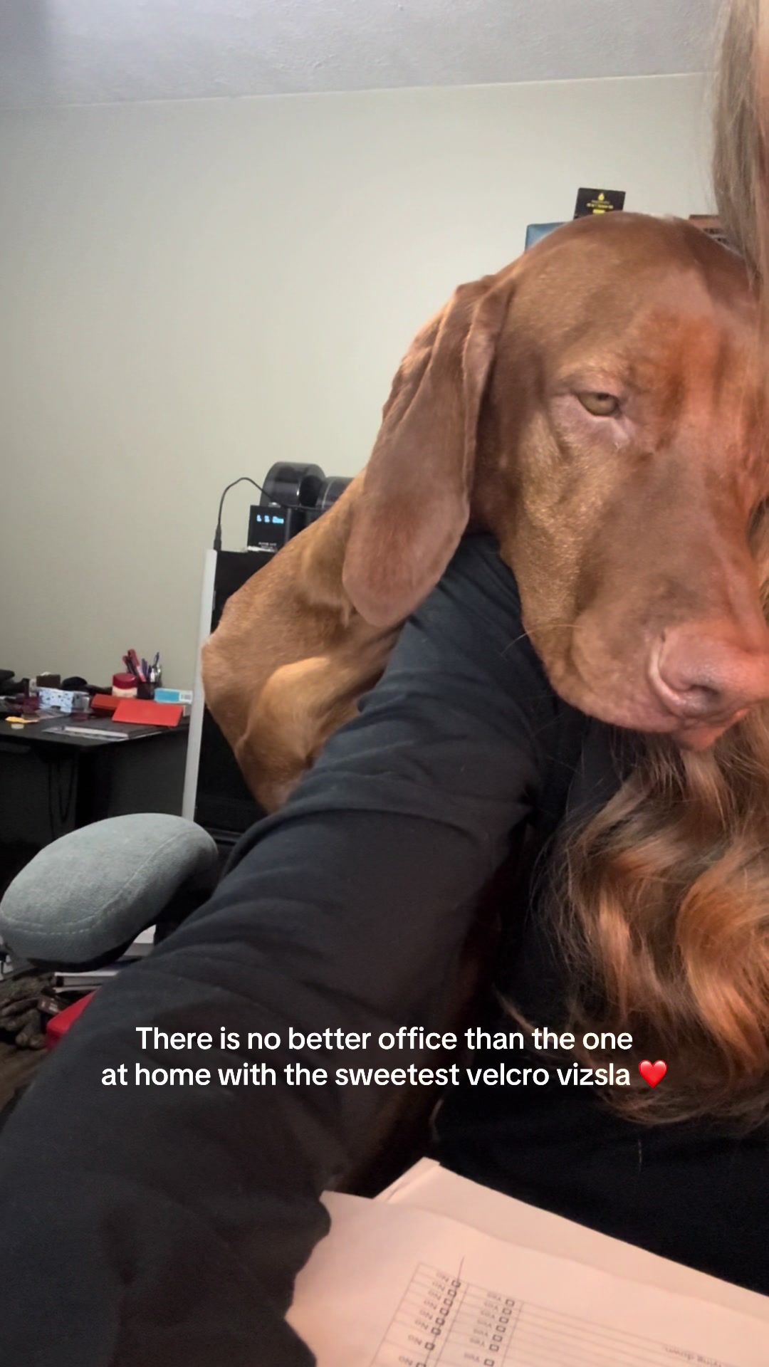 @Tycho the vizsla