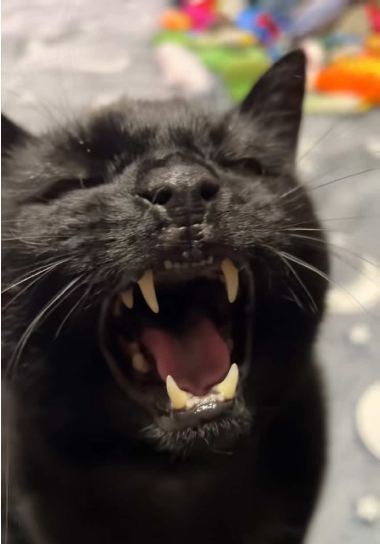 @Teefie_tribe 🐈⬛🐈⬛🐈🦷🦷