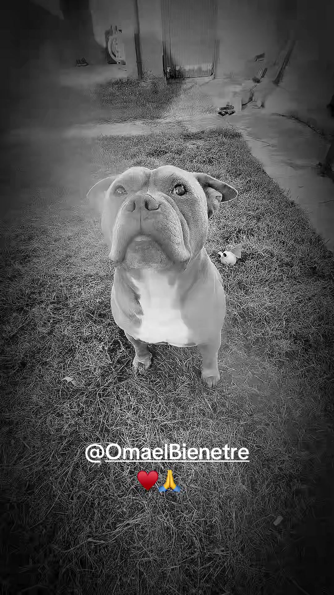 @🧩team bully🐶🧸