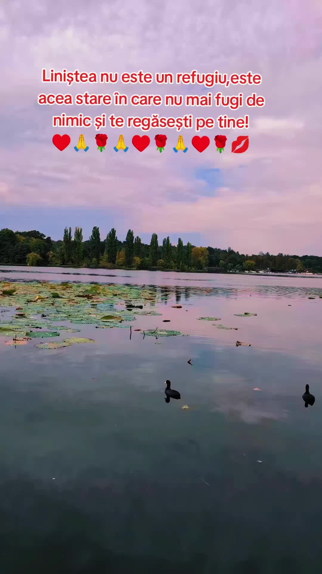 @♥️Leone Lazăr 5425♥️👑👑