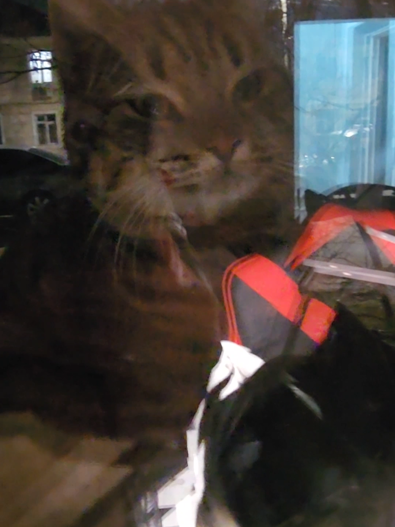 @Cat's Save