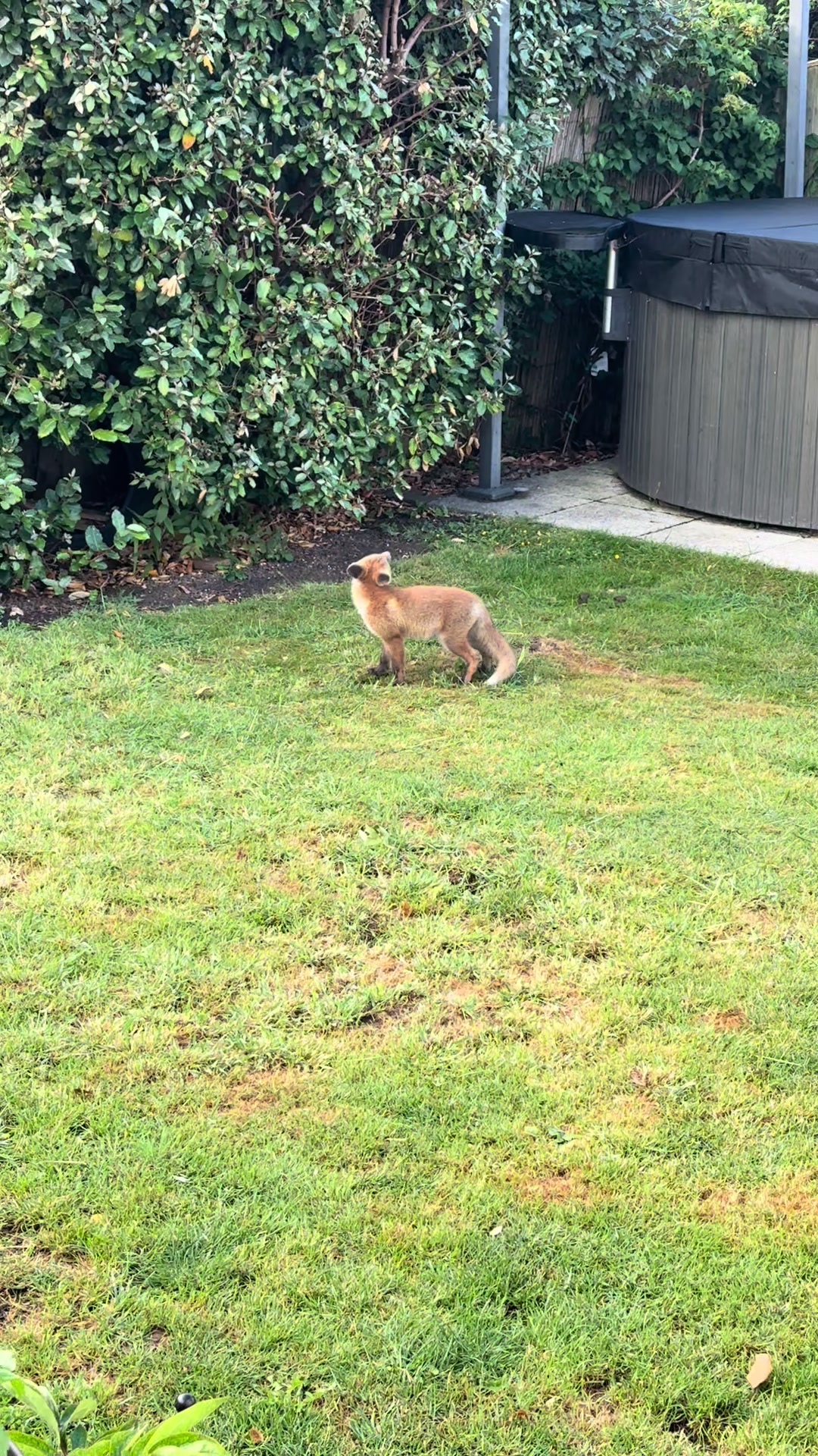 @gp_foxes