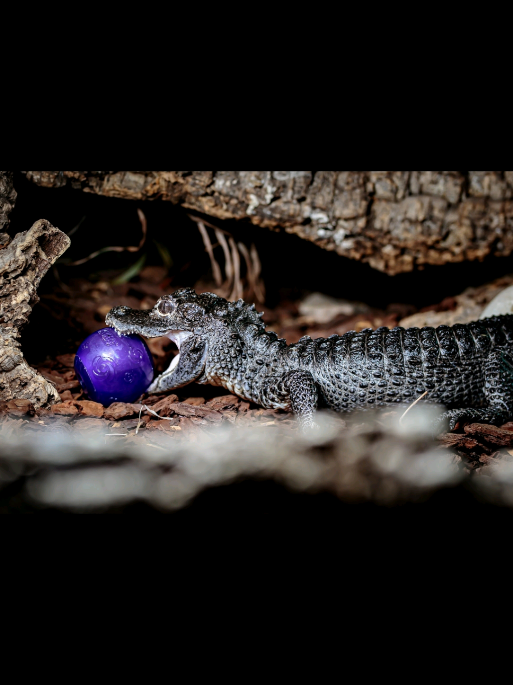 @Rockin' Reptiles Bristol