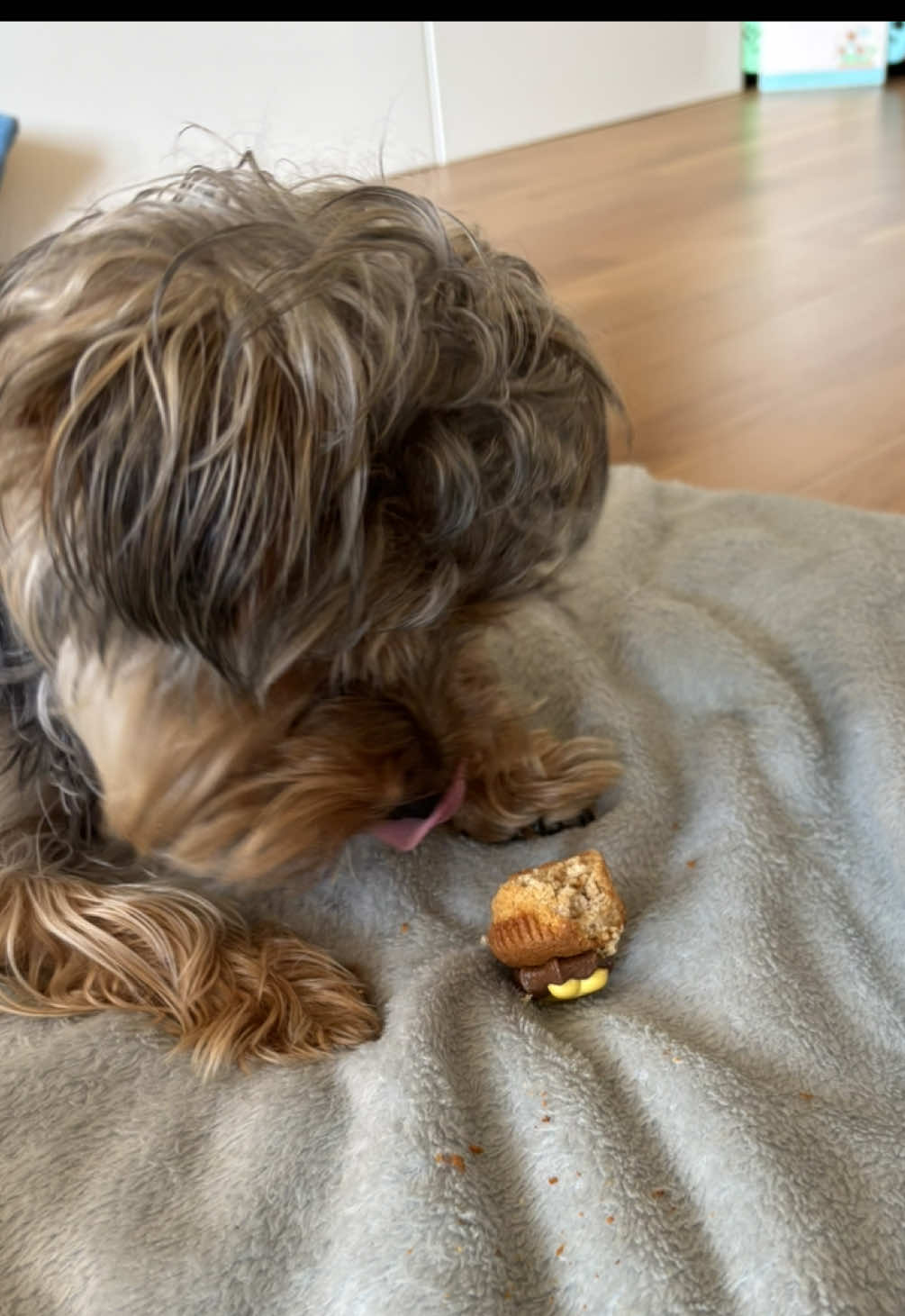 @Benjie the Yorkie