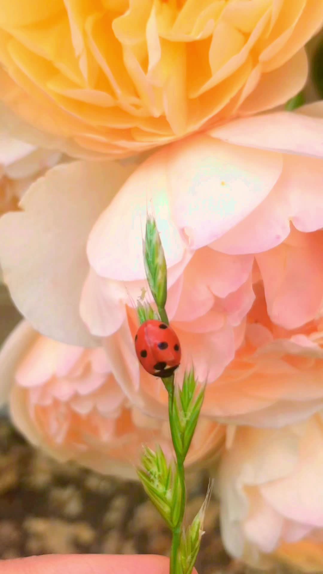 @seema17175