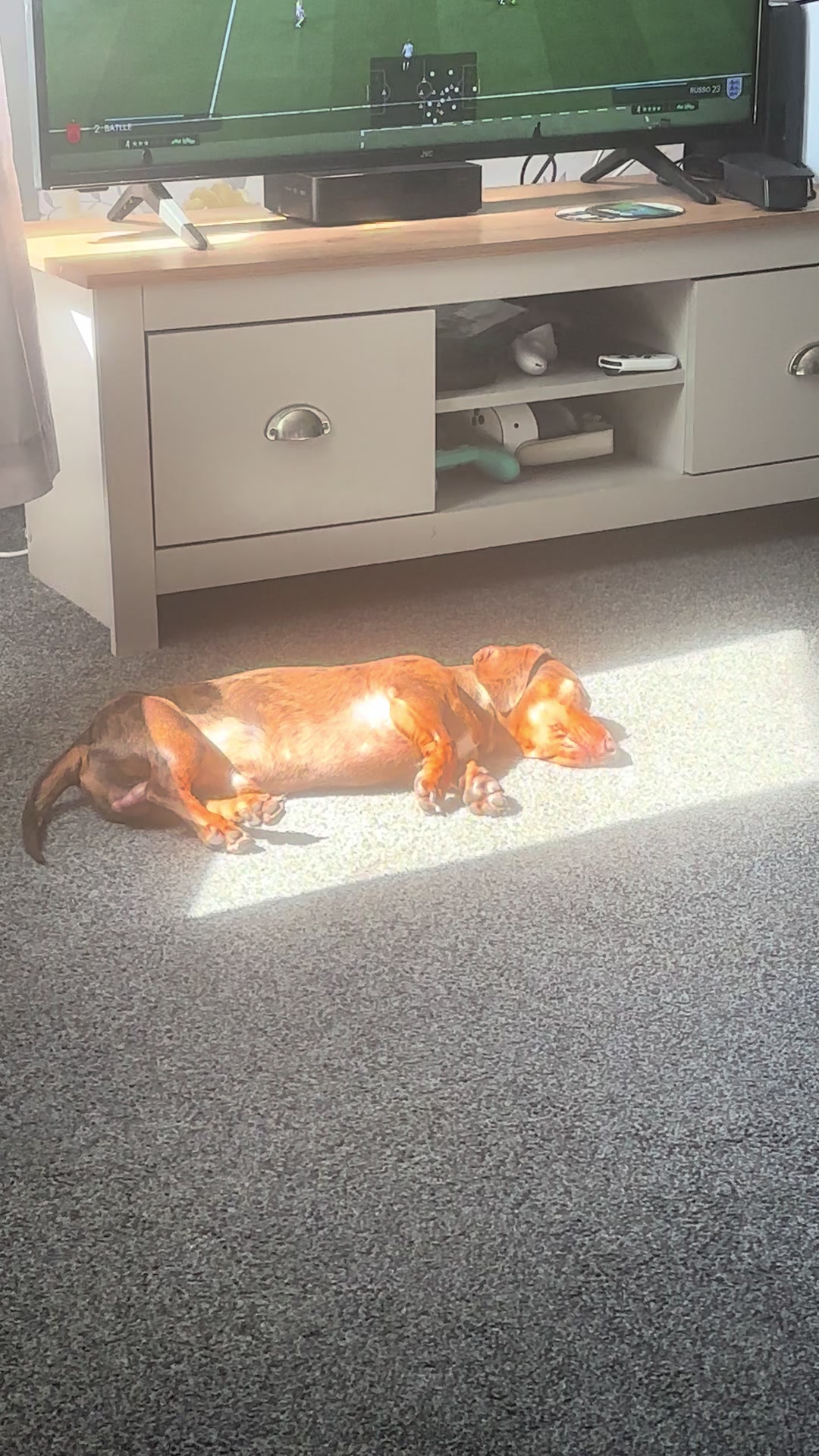 @marleythesausagedog