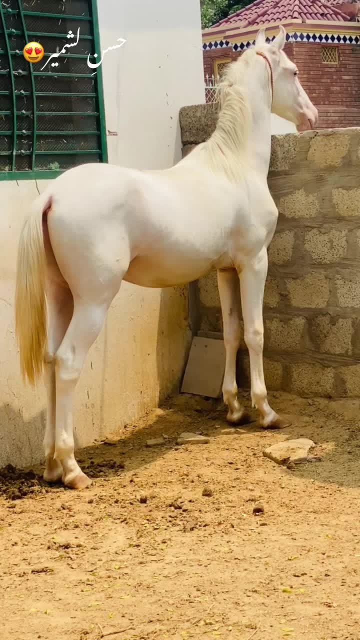 @Ch Hammad bokan ♥️🐎