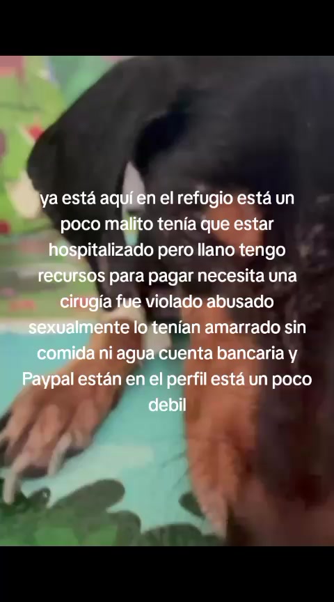 @Rescateyrefugio2