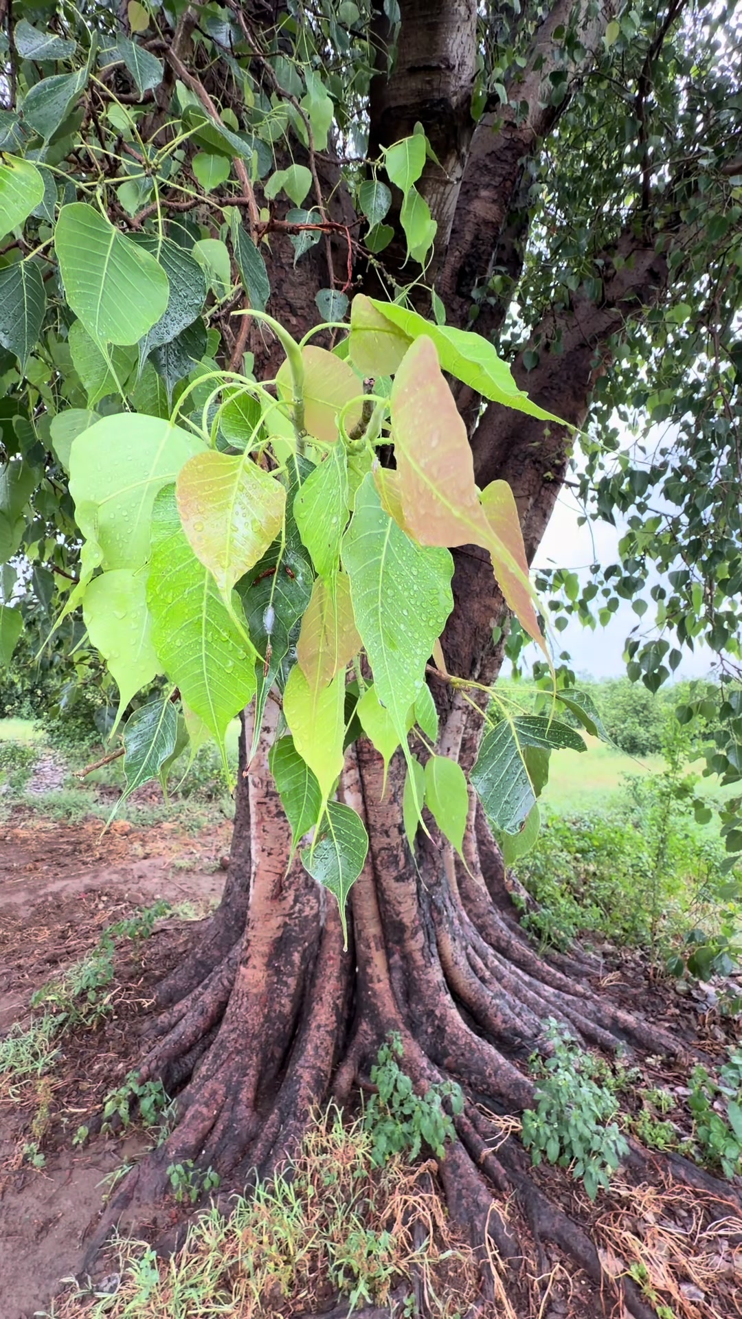 @hsntiwana