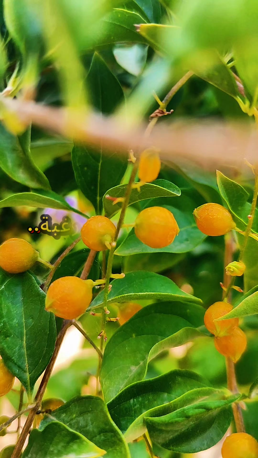 @فادية🦋